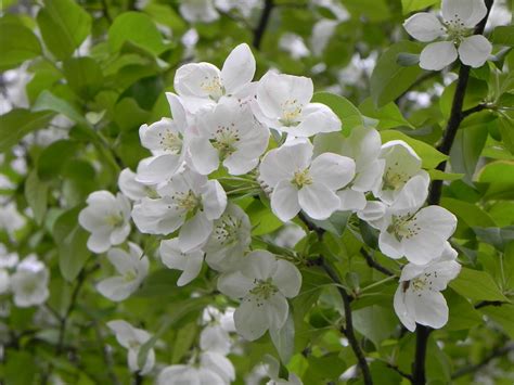 Molly Flower White Flower Trees That Smell Bad