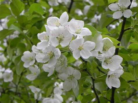 Learn vocabulary, terms and more with flashcards, games and other study tools. 100+ Tree With White Flowers That Smell Good | White ...