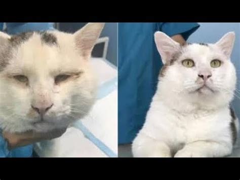 🙌 #straycatalliance #kittens twitter.com/irish_dr… stray cat alliance. Stray Cat Shoots To Cyberstardom In China After 'Double ...