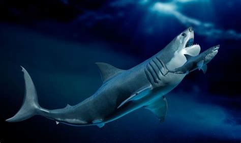 Megalodon size: Ancient shark 'UNUSUALLY' large compared to its