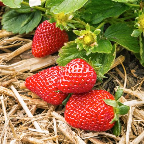20 Pack Albion Everbearer Strawberry Plants Delicious Outdoor