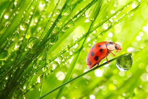 Ladybugs Drops Grass Animals Wallpapers Wallpapers Hd Desktop And
