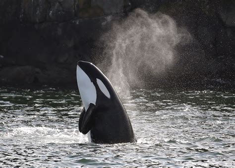 Isla De Vancouver En Busca De Orcas National Geographic En Español
