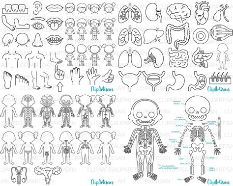 Human Body Systems Anatomy Clipart Digital Stamps Bundle Png Etsy Uk