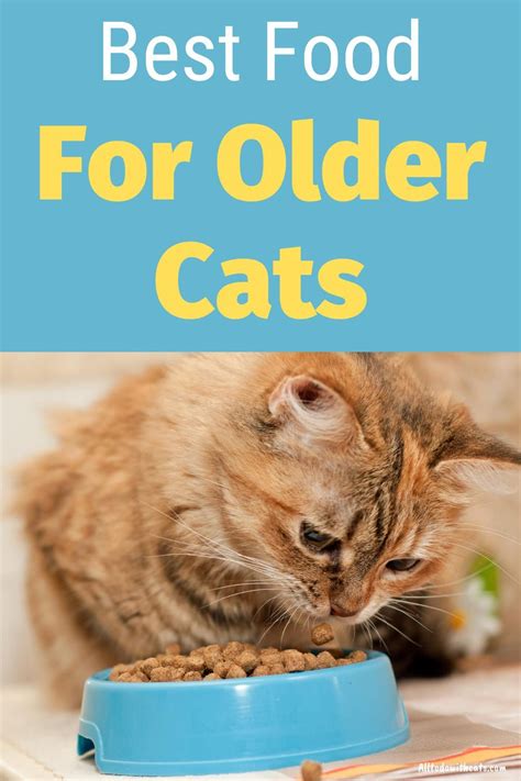What Is The Best Cat Food For Older Cats Feeding Your Senior Kitty