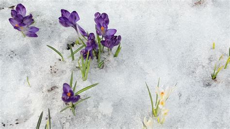 Saffron Crocus First Spring Flower Closeup Between Melting Snow White Blooms Stock Footage