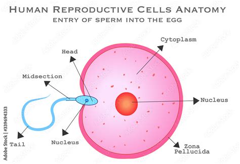 Human Male Female Reproductive Cells Diagram Fertilizer Sperm Cell Entry Into The Ovum Cell