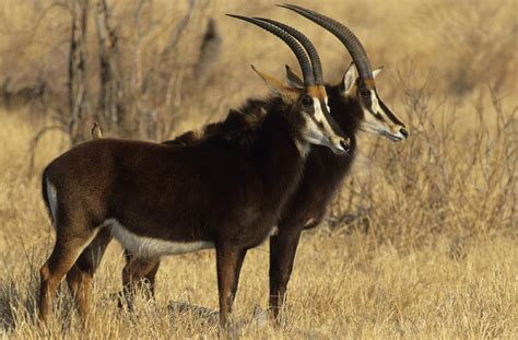 Sable Mammals South Africa