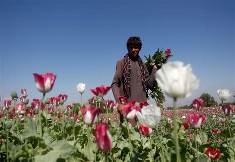 Afghanistan Taliban Bans Opium Poppy Cultivation Drug Trade India News