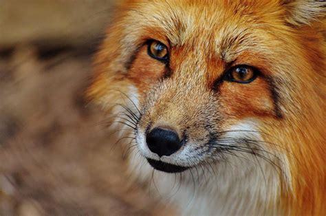 Free Picture Fox Animal Wildlife Photography Nature