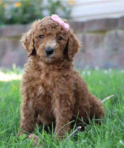 Here at golden star family puppies, most puppies are raised at our family home with the help of our immediate family. Poodle Puppies Archives | Gold Star Family Poodles