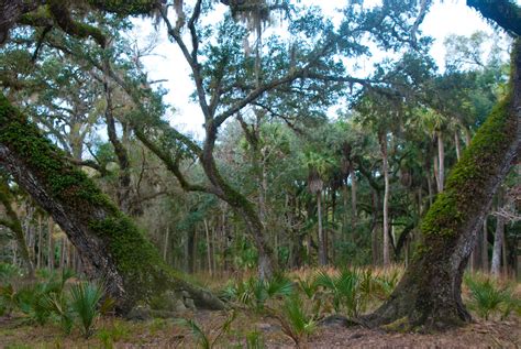 Ancient Live Oak Florida Hikes Flickr