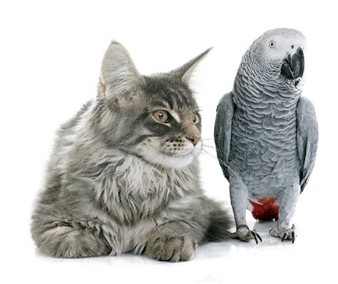 Cohabitation Between Parrot And Cat African Parrot Grey Health Diet