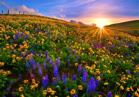 download sunbeam yellow flower purple flower sunset spring nature flower wallpaper