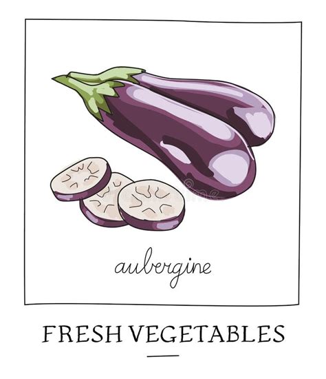 Hand Drawn Illustration Of Isolated Eggplant Stock Vector