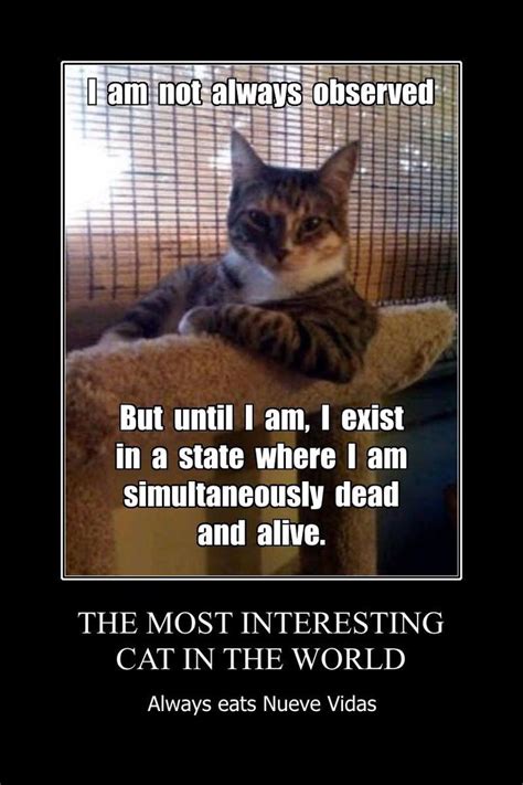 Schrödingers Cat Cat Quotes Funny Funny Cat Memes Funny Cats