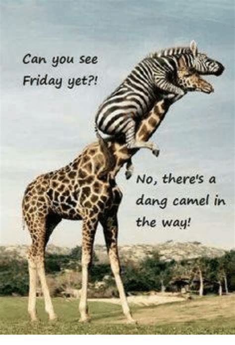 Camels are animals well known for their distinctive humps. 25+ Best Memes About Can You See Friday Yet | Can You See ...