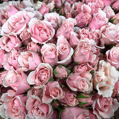 Blush Pink Sweetheart Roses Rose Blush Pink Rose Pink