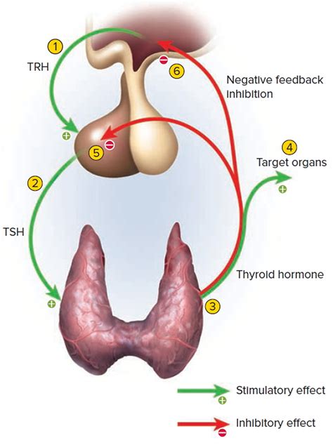 Thyroid Gland Location Function Hormones Problems And Surgery