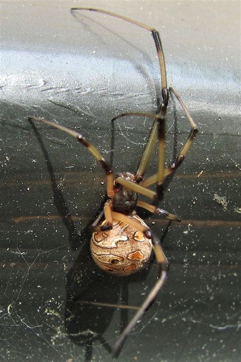 Brown Widow Spider Latrodectus Geometricus In Florida On Flickr