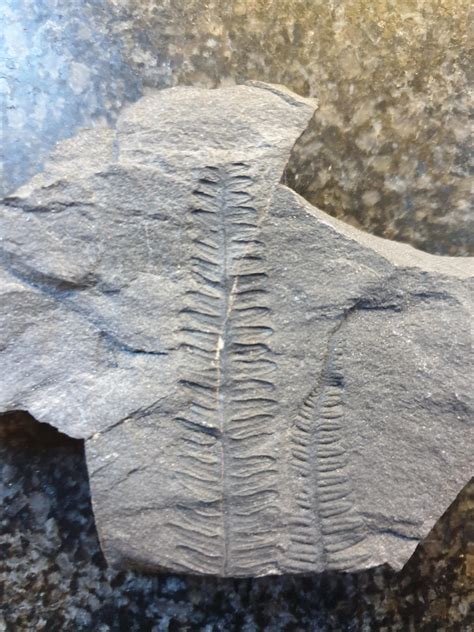 Plant Fossil I Found Rfossils