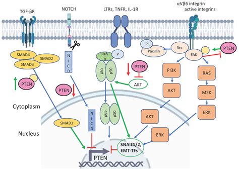 Cancers Free Full Text The Role Of Pten In Epithelialmesenchymal