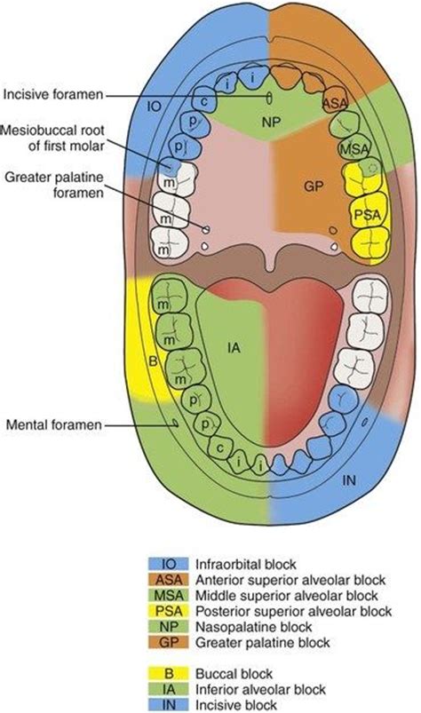 Dentaltown Where The Dental Community Lives® Dental Hygiene Student