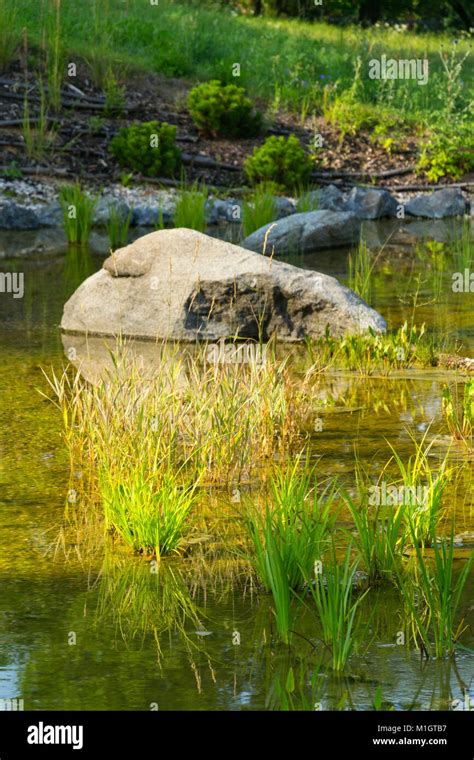 Plants Used At Natural Swimming Pond For Purifying Water Stock Photo