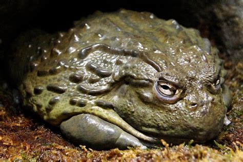 A Real Big Toad D Frog Frog Species Bullfrog