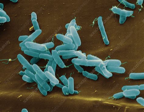 Pseudomonas Aeruginosa Bacteria Stock Image B2200983 Science