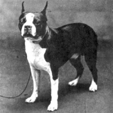 20 Boston Terrier Vintage Photos From Historical Book Boston Terrier