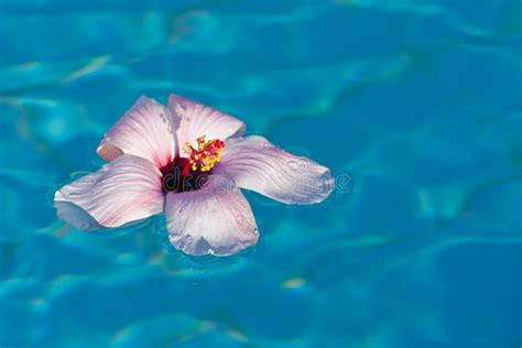 Floating Pink Hibiscus Stock Photo Image Of Invitation 21912900