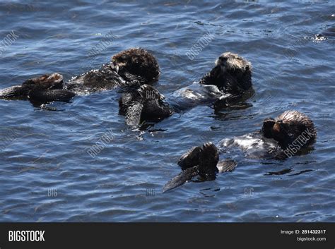 Cute Trio Sea Otters Image And Photo Free Trial Bigstock