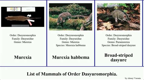 Mammals Of Order Dasyuromorphia Dunnart Antechinus Shrew Naso Quoll