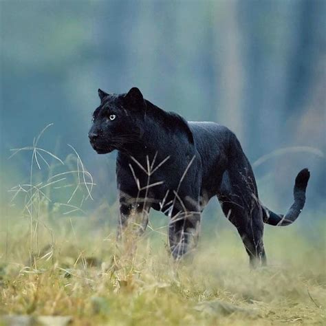 Wow A Black Leopard 🐆 Melanistic Cat 📸 Photo By
