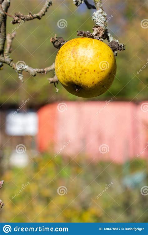 Autumn Branches With Leaves And Apple Fruits Stock Image Image Of