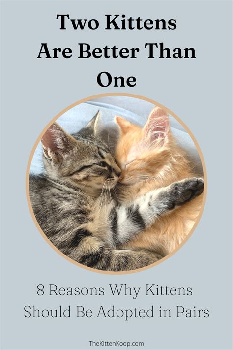 two kittens are better than one 8 reasons why kittens should be adopted in pairs the kitten koop