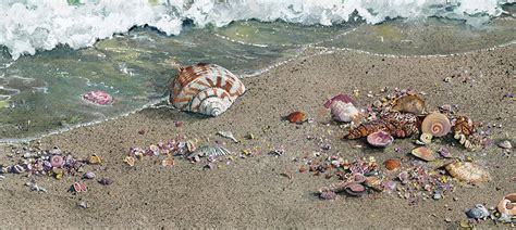 Sea Shell Art Canvas Prints And Wall Art Icanvas