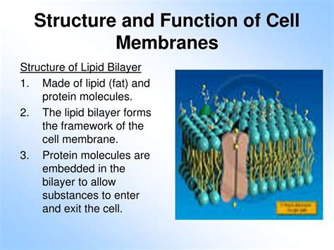 Ppt Structure And Function Of Cell Membranes Powerpoint Presentation