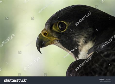 Peregrine Falcon Eyes Surroundings Stock Photo 736410607 Shutterstock