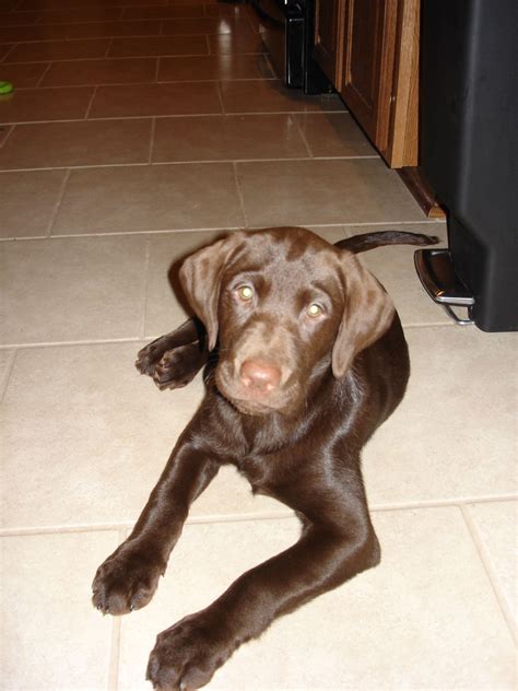 Cute Chocolate Labrador Retriever Puppy
