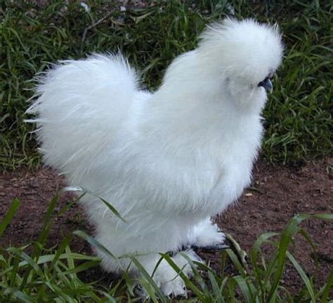 Bearded White Silkie Cockerels Pic Heavy Backyard Chickens Learn How To Raise Chickens