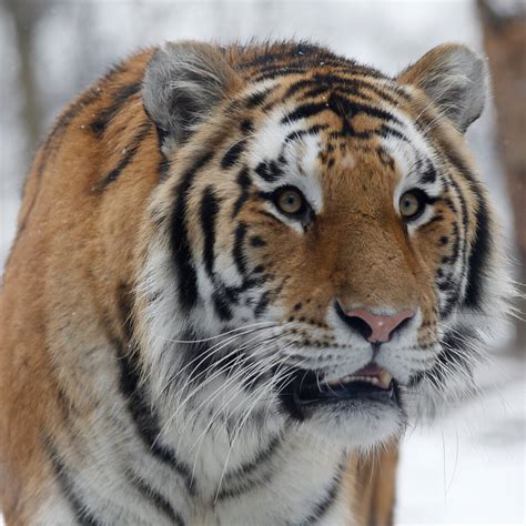 Siberian Tiger Habitat Planet Zoo Rizop