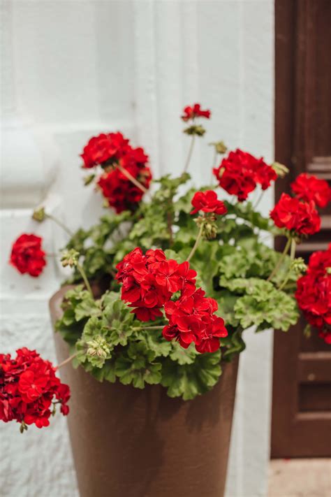 Free picture: red, geranium, flowerpot, decoration, nature, flower