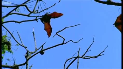 Mating Fruit Bats Wild Indonesia Bbc Earth One News Page Video