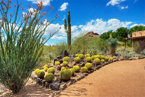 Desert Botanical Garden Phoenix Outdoors Stories