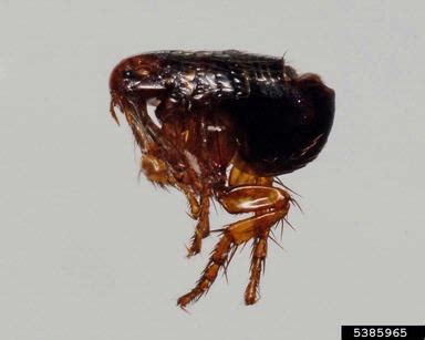 If your cat shows symptoms like skin reactions, especially near the application site, or respiratory distress, consult a veterinarian immediately. Flea infestation control - Suffolk Pest Control Company