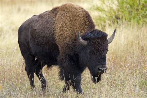 B Arturo De Frias Wildlife Photography B A Large Bison Male