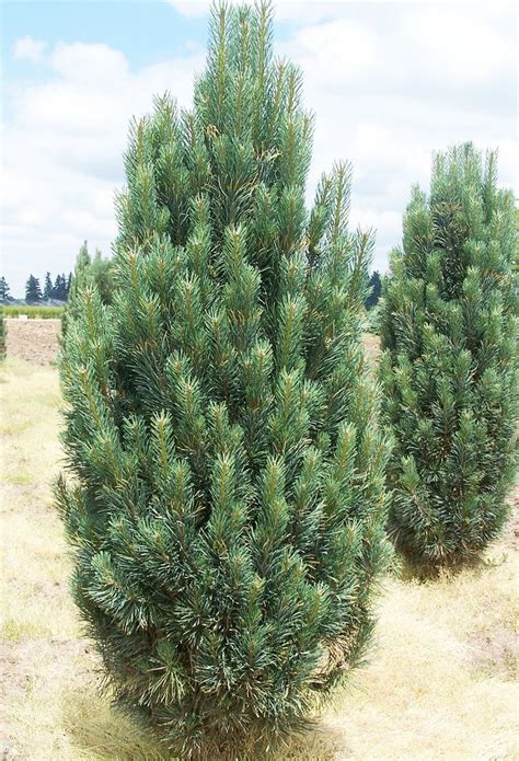 Pinus Strobus Fastigiata Columnar Eastern White Pine Types Of
