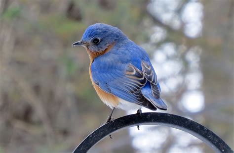 Why A Male Eastern Bluebird Cared For A Brood Of Tree Swallows